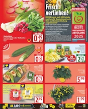 Chrysantheme Angebote im Prospekt "Aktuelle Angebote" von EDEKA auf Seite 3