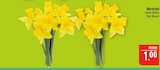 Narzissen Angebote bei Marktkauf Bautzen für 1,00 €
