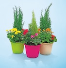 Composition 3 plantes pot couleur 20 cm en promo chez Netto Composition 3 plantes pot couleur 20 cm dans le catalogue Netto