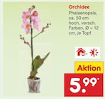 Aktuelle Pflanzen Angebote bei Netto Marken-Discount in Jena Aktuelles Orchidee Angebot bei Netto Marken-Discount in Jena ab 5,99 €