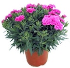 Thomas Philipps Rostock - Nelke 'Dianthus' Angebot im Prospekt Nelke 'Dianthus' bei Thomas Philipps im Rostock Prospekt für 1,99 €