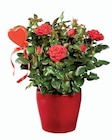 Plante Saint-Valentin en pot céramique dans le catalogue Lidl