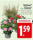 Topfrose im EDEKA Prospekt Topfrose von im aktuellen EDEKA Prospekt für 1,59 €