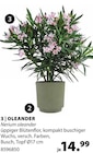 Oleander von  im aktuellen Dehner Garten-Center Prospekt für 14,99 €