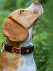 COLLIER GPS XT CHIENS - NOIR - WEENECT dans le catalogue Animalis