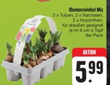 Blumenzwiebel Mix Angebote bei E center Bamberg für 5,99 €