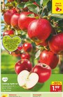 Aktuelles Apfel rot Angebot bei Netto Marken-Discount in Bielefeld ab 1,99 €