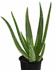 Echte Aloe im Dehner Garten-Center Prospekt Echte Aloe von im aktuellen Dehner Garten-Center Prospekt für 5,99 €