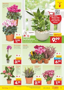 Blumen im Netto Marken-Discount Prospekt "Aktuelle Angebote" mit 58 Seiten (Frankfurt (Main))