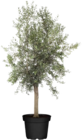 Olivenbaum (Olea europea Arbequina) im aktuellen Globus-Baumarkt Prospekt