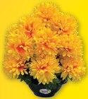 Pot chrysanthemes 9 tetes - U Express à Ajaccio Pot chrysanthemes 9 tetes en promo chez U Express Ajaccio à 5,49 €