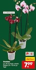 Aktuelle Pflanzen Angebote bei Netto Marken-Discount in Krefeld Aktuelles Orchidee Angebot bei Netto Marken-Discount in Krefeld ab 7,99 €
