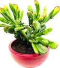 Aktuelles Crassula Angebot bei REWE in Darmstadt ab 7,99 €