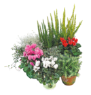 Netto mit dem Scottie Nietwerder - Herbst-Mix Angebot im Prospekt Herbst-Mix bei Netto mit dem Scottie im Nietwerder Prospekt für 2,29 €