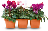 Aktuelles Alpenveilchen Angebot bei Netto Marken-Discount in Mannheim ab 6,99 €