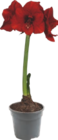 Amaryllis - GARDENLINE - Aldi Amaryllis - GARDENLINE à 2,79 € dans le catalogue Aldi