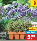 Lavendel im Angebot bei Netto Marken-Discount in Rottenburg Lavendel Angebote bei Netto Marken-Discount Rottenburg für 5,99 €
