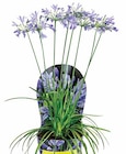 Dehner Garten-Center Heiligenroth - SCHMUCKLILIE Angebot im Prospekt SCHMUCKLILIE bei Dehner Garten-Center im Heiligenroth Prospekt für 19,99 €