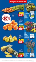 Orangen Angebot im aktuellen Lidl Prospekt auf Seite 3