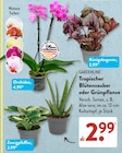 Orchidee im Angebot bei ALDI SÜD in Pirmasens Orchidee Angebote von GARDENLINE bei ALDI SÜD Pirmasens für 2,99 €