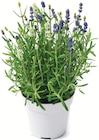 Lavendel Twins im Angebot bei Netto mit dem Scottie in Kiel Lavendel Twins Angebote bei Netto mit dem Scottie Kiel für 2,29 €