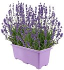 Lavendel in Balkonkasten oder Ballhortensie Angebote bei REWE Rosenheim für 4,99 €