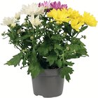 Jardineries du terroir Dole - Promo Chrysanthème tricolore Promo Chrysanthème tricolore à 2,99 € dans le catalogue Jardineries du terroir à Dole