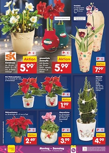 Zimmerpflanzen im Netto Marken-Discount Prospekt "Aktuelle Angebote" mit 57 Seiten (Hamburg)