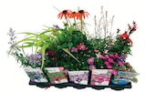 Intermarché Super Romilly-sur-Andelle - Promo Plante vivace pot 17 cm Promo Plante vivace pot 17 cm à 8,99 € dans le catalogue Intermarché Super à Romilly-sur-Andelle