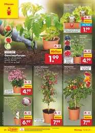 Blumen Angebot im aktuellen Netto Marken-Discount Prospekt auf Seite 28