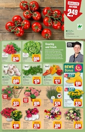REWE Lavendel im Prospekt REWE Lavendel im Prospekt