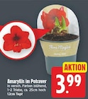 Amaryllis im Potcover von Flora Magica für 3,99 € bei E center im Angebot Amaryllis im Potcover von Flora Magica im aktuellen E center Prospekt