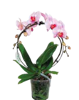 Orchidee Sonderformen im EDEKA Prospekt Orchidee Sonderformen im aktuellen EDEKA Prospekt für 9,99 €