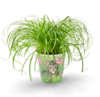 Katzengras im aktuellen Kaufland Prospekt