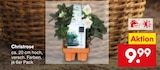 Aktuelles Christrose Angebot bei Netto Marken-Discount in Mönchengladbach ab 9,99 €