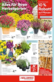 Blumenzwiebeln im Hellweg Prospekt in Menden Aktueller Hellweg Prospekt mit Blumenzwiebeln, "Ihr Projekt im Herbst!", Seite 20