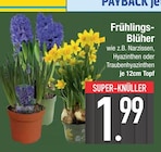 Frühlings-Blüher im EDEKA Prospekt Frühlings-Blüher im aktuellen EDEKA Prospekt für 1,99 €