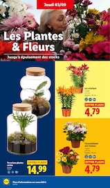 Promos Chrysanthèmes dans le catalogue "Foire aux vins" de Lidl Chrysanthèmes en promo dans le catalogue Lidl à la page 34