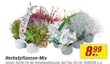 Herbstpflanzen-Mix bei toom Baumarkt im Krumbach Prospekt für 8,99 €