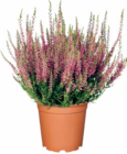 Aktuelles Besenheide Angebot bei Netto Marken-Discount in Bremen ab 1,99 €