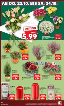 Blumentopf im aktuellen Kaufland Prospekt (Essen) Blumentopf im Kaufland Prospekt "Hier bin ich richtig" mit 84 Seiten (Essen)