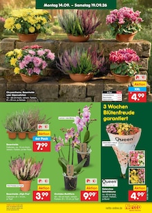 Blumen im Netto Marken-Discount Prospekt "Aktuelle Angebote" mit 71 Seiten (Hamburg)