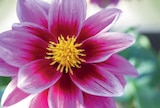 Promo Dahlia Dalaya à 7,50 € dans le catalogue LaMaison.fr à Livarot