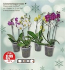 Schmetterlingsorchidee für 8,99 € bei V-Markt im Angebot Schmetterlingsorchidee im aktuellen V-Markt Prospekt