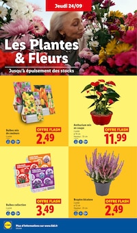 Promotion Fleurs dans le prospectus Lidl, valable du 24/09/2026 au 30/09/2026 Promo Fleurs dans le catalogue Lidl du moment à la page 28