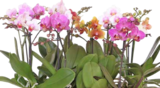 Orchideen Phalaenopsis Medio bei OBI im Fulda Prospekt für 7,99 €