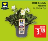 Christrose im Angebot bei Marktkauf in Schweinfurt Christrose Angebote von EDEKA Herzstücke bei Marktkauf Schweinfurt für 3,49 €