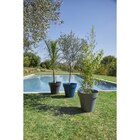Pot Punta Cana en promo chez Carrefour Lyon à 29,99 €