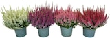 Calluna Beauty Ladie im Angebot bei REWE in Hildesheim Calluna Beauty Ladie Angebote bei REWE Hildesheim für 5,49 €