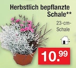 Aktuelle Blumentopf Angebote bei Zimmermann in Hildesheim Aktuelles Herbstlich bepflanzte Schale Angebot bei Zimmermann in Hildesheim ab 10,99 €
